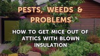 How to Get Mice Out of Attics With Blown Insulation