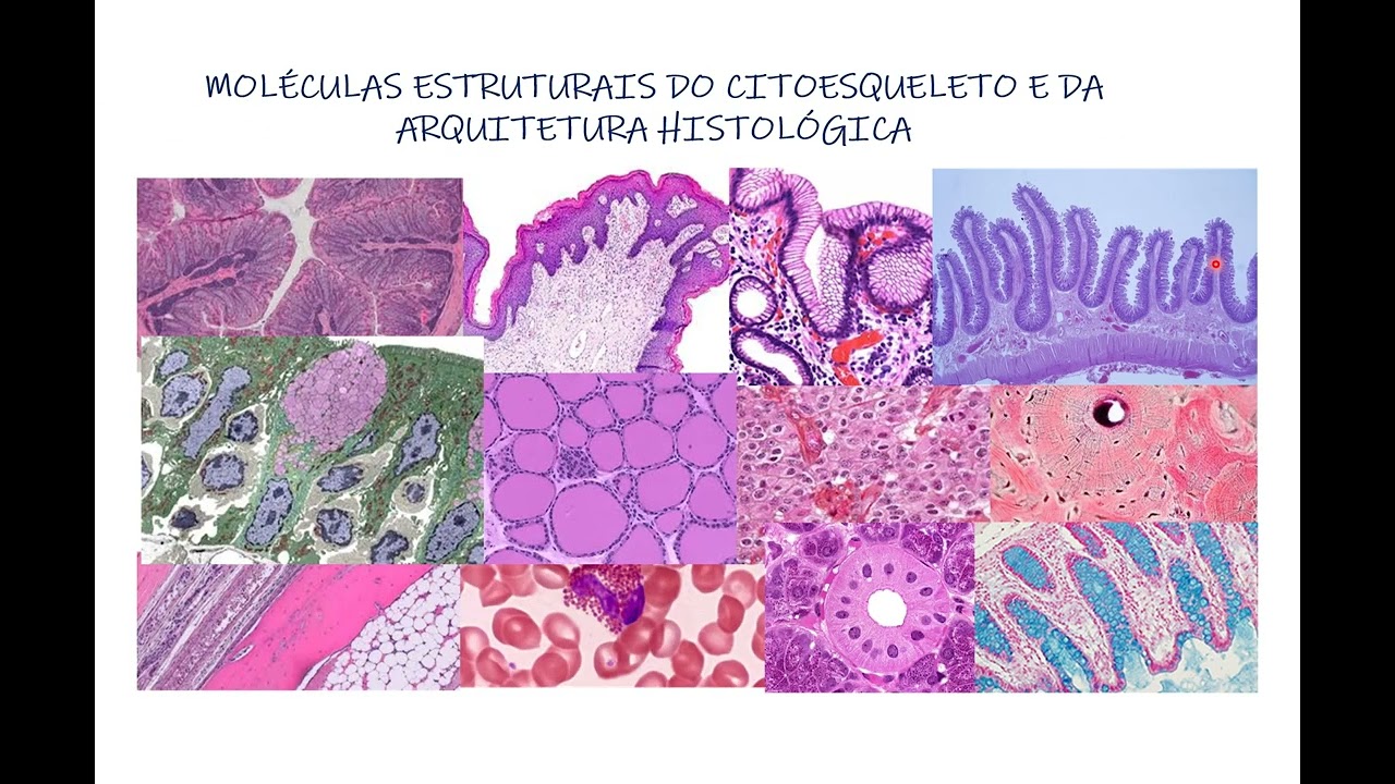 1a videoaula fundamentos histologia bio 2022