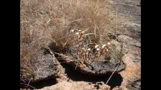 preview picture of video 'El Mamut del macizo Guayanés, Piedra del Elefante.'