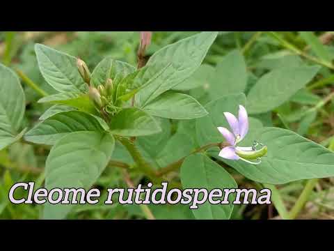 How to Pronounce Cleome rutidosperma I Cara Baca Cleome rutidosperma - @Nelindah