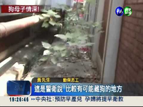 寶貝在哪裡? 狗媽媽校園狂吠