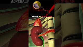 Download lagu Adrenaline (Epinephrine): Fight or Flight  Hormone mp3