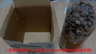 [農家の菜園]20/12/15 ぶなしめじ栽培キットpart2 栽培現状　[家庭菜園]