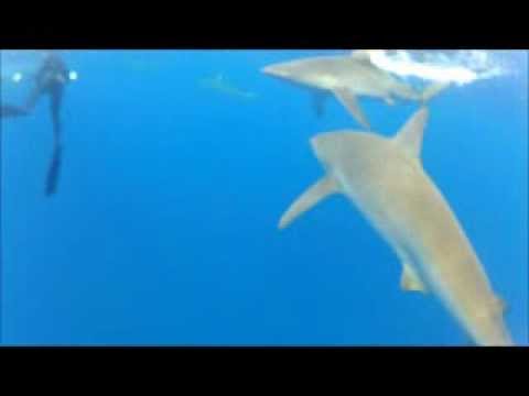 Snorkel with Galapagos Shark in Oahu - Hawai'i