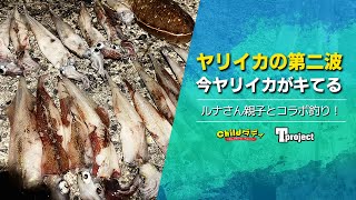 【ヤリイカ】え？ヤリイカが今になってキてるだって！？ってなワケで釣りに行ってきました【親子コラボ】