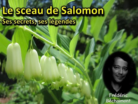 Le sceau de Salomon, ses secrets, ses légendes