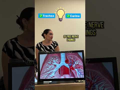 Trachea + Carina + Coughing Reflex!