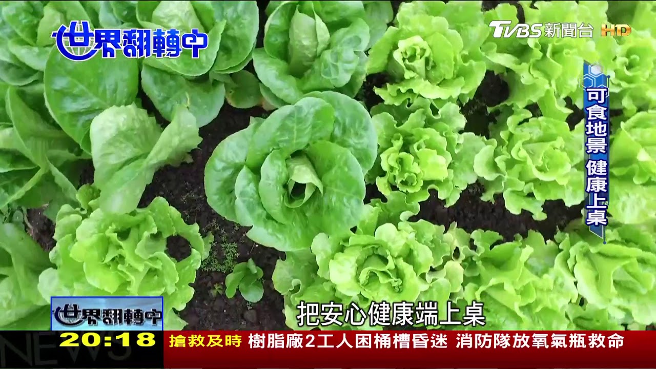 「上屋頂拔菜」 城市農夫自耕共餐樂