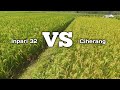 perbandingan padi Inpari 32 dan Ciherang ‼️