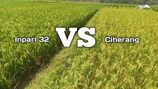 Download lagu perbandingan padi Inpari 32 dan Ciherang ‼️ mp3