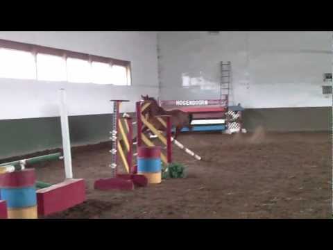 Bonita H, Feb,'12. Freejumping #1 (Hogendoorn Sport Horses)