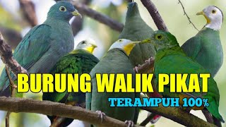Download lagu Gacor Parahh Suara Burung Walik Kembang | Walik Daun Durasi 10 Menit mp3