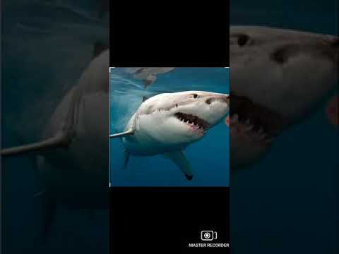 the unknown shark found by mee