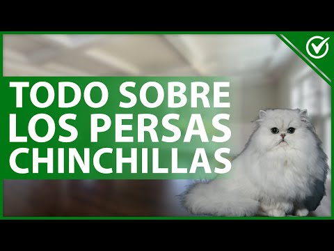 😺 Características de los Gatos raza Persa Chinchilla - Aspecto y Personalidad 🐈😺