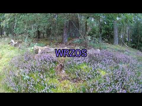 WRZOS ! HEATHER ! BREZO ! HEIDE ! HEIDEKRAUT ! CHAUFFAGE ! IYNG ! MESCLA ! FUNDA ! HANGA ! KANARBIK