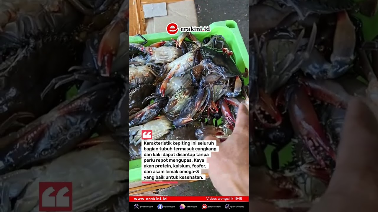 Kepiting Soka Dipanen saat Cangkang Lunak