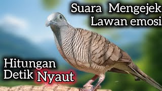 Download lagu PERKUTUT LOKAL SUARA MENGEJEK BIKIN EMOSI LAWAN NAIK LANGSUNG GACOR.  mp3