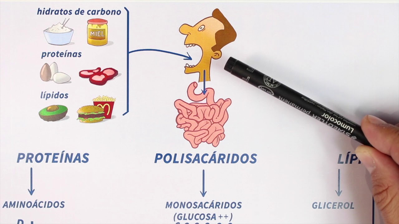 GLUCÓLISIS paso a paso  #Bioquímica