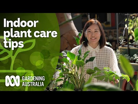 Indoor plant care basics and choosing the right plants for you | Indoor Plants | Gardening Australia