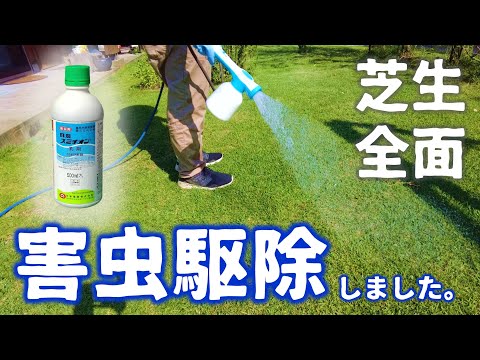 芝生に幼虫がいるかどうかはどうやってわかりますか?特定、治療、予防  庭園
