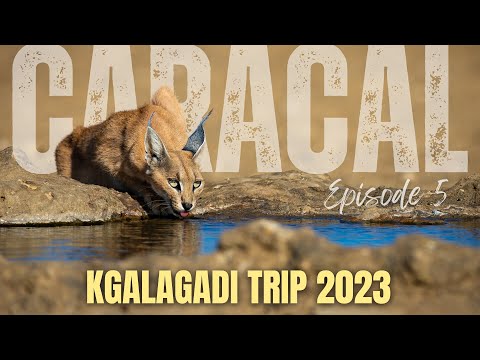 I found a CARACAL in the Kgalagadi!  |  Episode 5/6