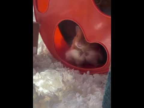 Hammond, an adopted Hamster in ALBANY, NY_image-1