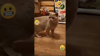 Funny Videos 2021 ● #shorts