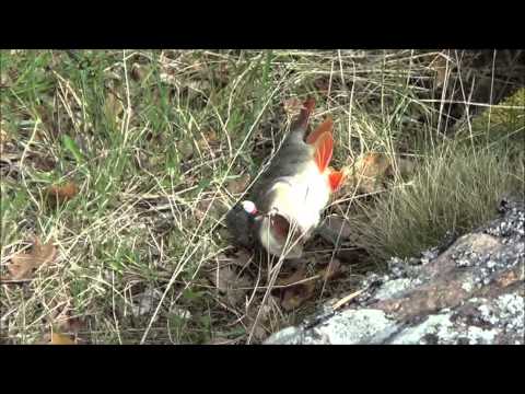 Fiskespön från Jula & Biltema