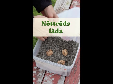 Nötträdslåda - Trädgårdshacks med GardenR