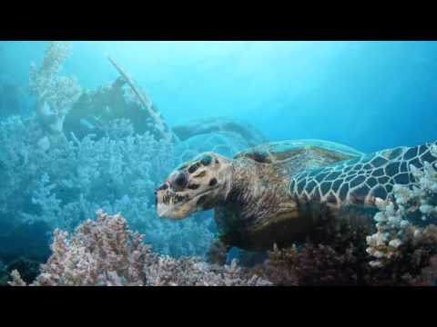 2016 Egitto foto musica araba