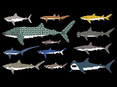 Sharks (8-Bit) - Learn Animals - Great White Shark - The Kids' Picture Show (Fun & Educational)