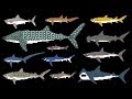Sharks 8 Bit Learn Animals Great White Shark The Kids Picture Show Fun Educational