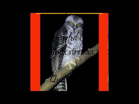 Largest Owl In Australia - The Powerful Owl