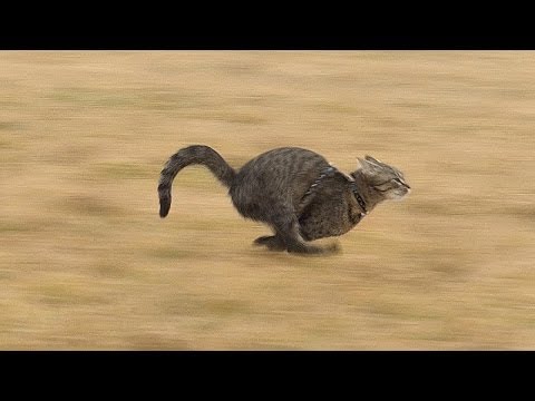 Supersonic cat  - Julinčiny sprinty