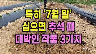 특히 7월 하순 심으면 딱 추석 때 맞춰 수확해 먹을 수 있는 비싼 작물 3가지