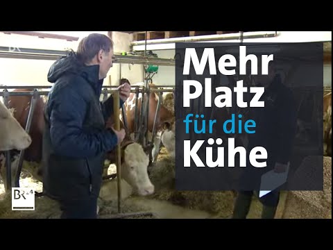 Landwirtschaft: Bessere Haltung für Kühe durch Kombinationshaltung | Abendschau | BR24
