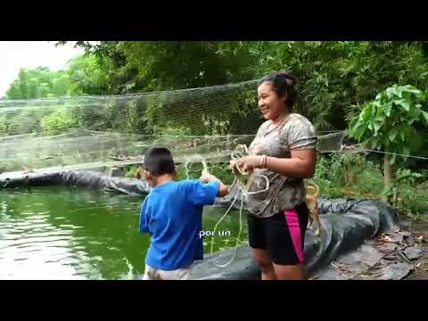 Historia de una piscicultora de Masagua, Escuintla