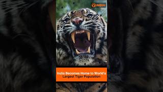 India Becomes Home to World’s Largest Tiger Population