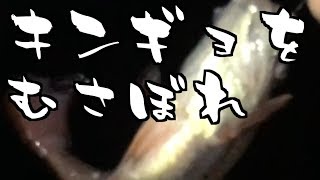 【釣り】金魚（海）食べてきた【料理】