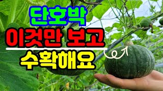 단호박 수확시기는 꼭지만보면 맛있게 익었는지 확인할수있어요.단호박 보관방법
