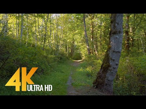 4K Virtual Forest Walk with Birds Singing in the Woods - Newcastle Highlands Trail - 2 HOUR
