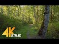 4K Virtual Forest Walk with Birds Singing in the Woods - Newcastle Highlands Trail - 2 HOUR