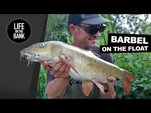 FLOAT FISHING FOR BARBEL