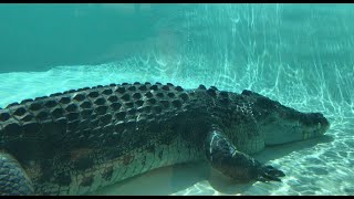 必見！クロコダイル シドニー動物園　Part 2【オーストラリア】【Sydney Zoo】シドニーの新しい動物園