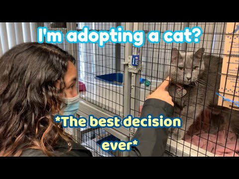 I ADOPTED A CAT (because i'm lonely)