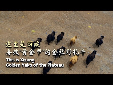 This is Xizang | Golden yaks of the plateau