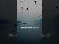 Tu Mera Koi Na Hoke Bhi Kuch Lage Status Arijit Singh Bhediya Varun Dhawan Kriti Sanon