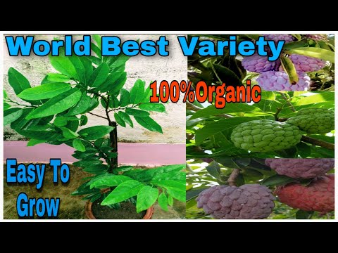 , title : 'World Best Variety Custard Apple Planting & Care Easy TO Grow 100% Organic In Bengali'