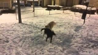 Little did we know snow was a gateway drug.