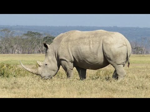 White-Rhinoceros in Lake Nakuru National Park